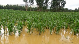 Las lluvias recientes han afectado los rendimientos de cultivos muy esperados por el consumidor cubano, como la papa y el tomate.