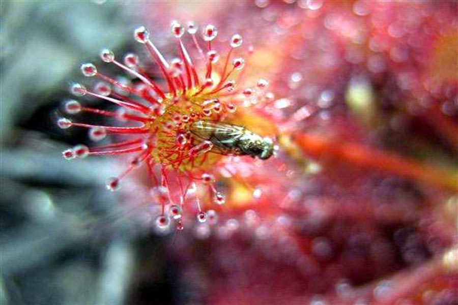 cuba-lista-roja-planta-carnivora-droseraceae