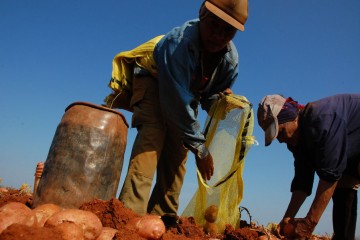 agricultura-Agro-(123)