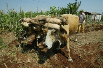 Jorge Luis Baños - IPS
