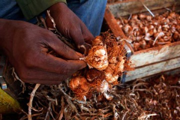 Jorge Luis Baños - IPS