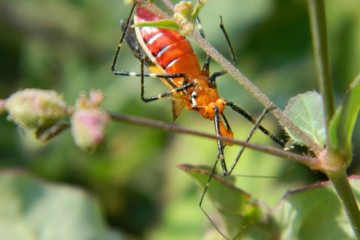 Zadie Neufville - IPS