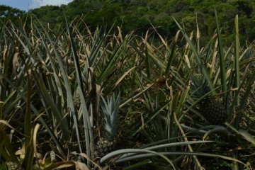 Diego Arguedas Ortiz/IPS