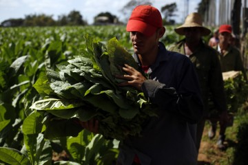 Un grupo de recolectores trasladan las hojas de tabaco hacía una de las casas donde se curan, en la plantación de Rosario, en la localidad de San Juan y Martínez, en Vuelta Abajo, famosa región de los habanos del occidente de Cuba.