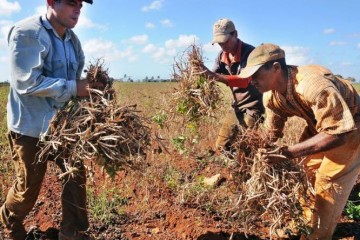 El Congreso de la ANAP reconoció que las medidas implementadas para fortalecer al sector agropecuario no han provocado todavía un alza sustancial ni en la producción ni en los precios de los alimentos.