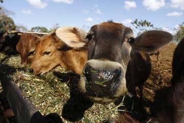 Unas vacas se alimentan en un pesebre al aire libre en una finca de Camagüey, en Cuba. El incremento de la ganadería lechera es una necesidad para el país, que requiere impulsar la producción de leche y de sus derivados por razones económicas y alimentarias.