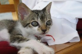 Asociacion aficionados a los Gatos