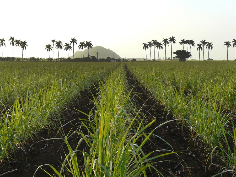 Sector agropecuario cubano