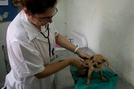 Sociedad de Clínica y Cirugía Veterinaria