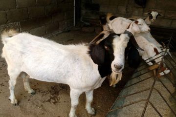 sacrificio de animales con fines religiosos cuba