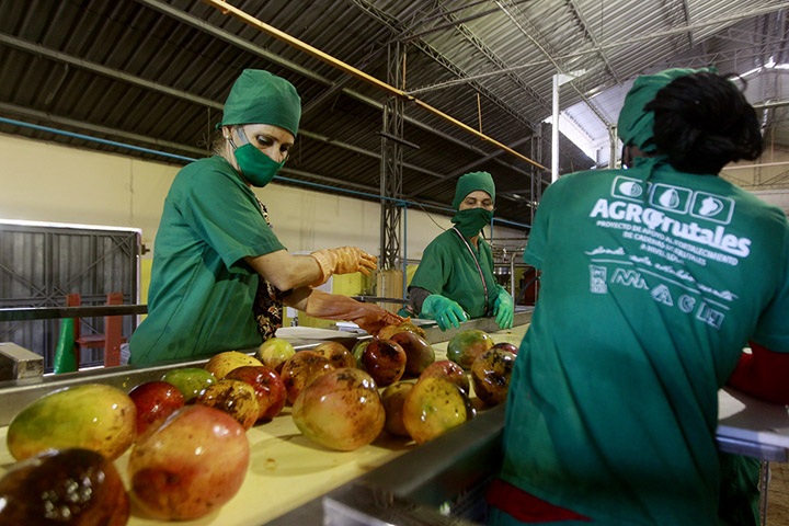 Empleadas laboran en la selección de mangos para su posterior procesamiento en la mini industria Villaroja Unidad Empresarial de Base UEB Producción y Comercialización para el Turismo en La Provincia Artemisa,