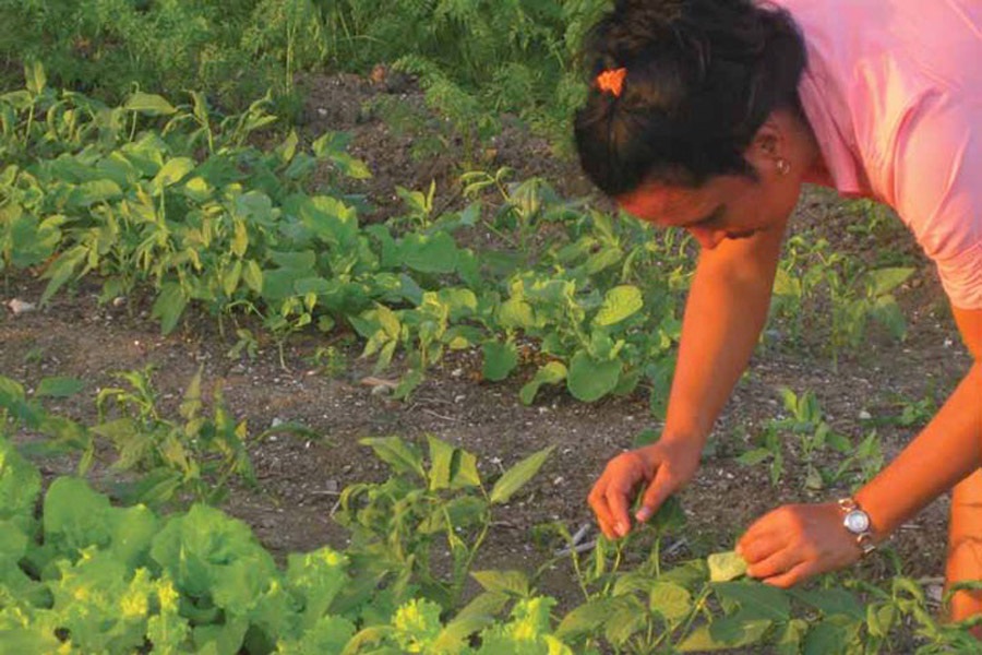 mujeres-en-agricultura-urbana